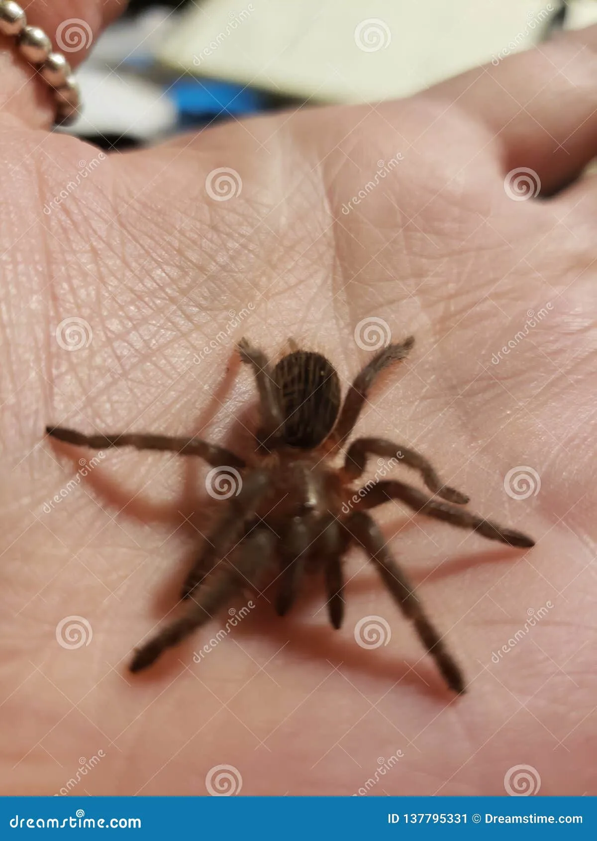15871 young tarantula feeding
