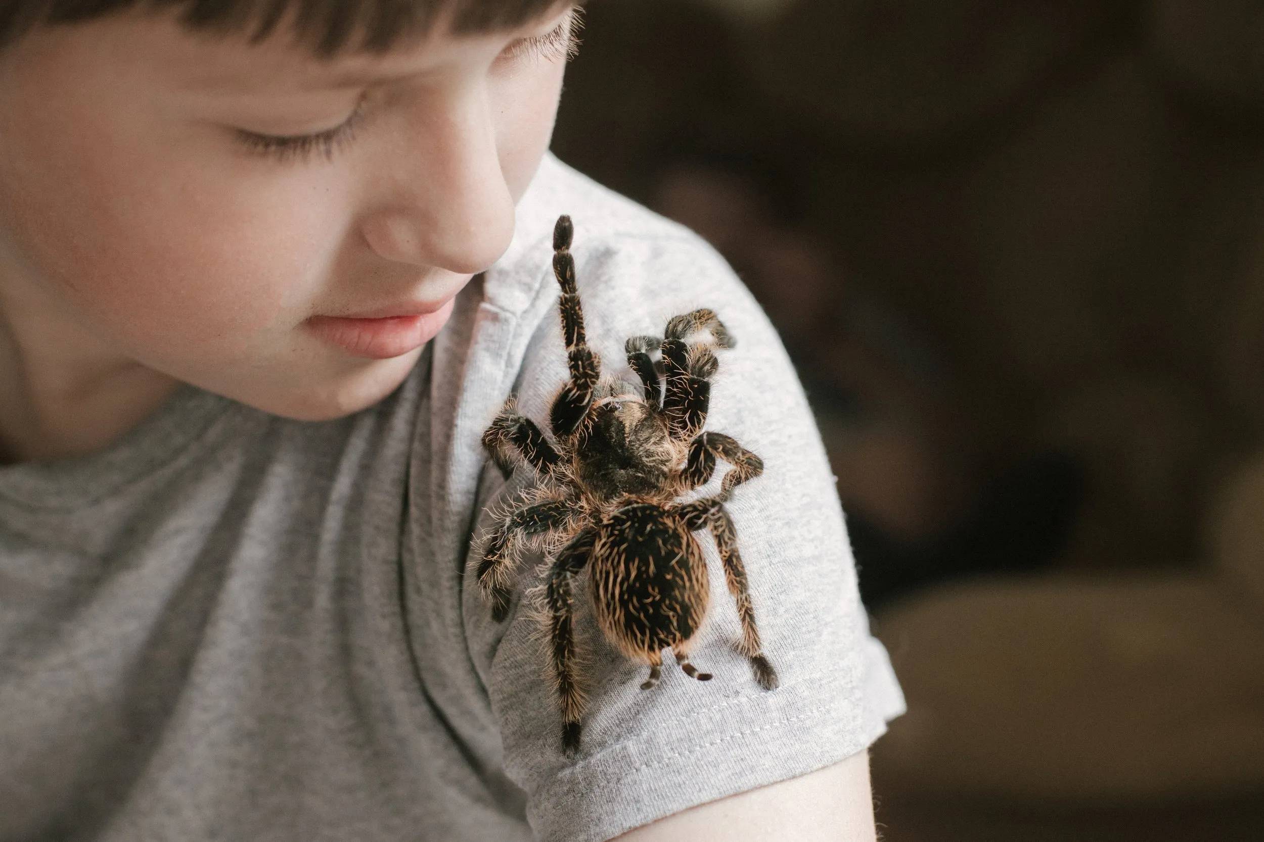 15871 young tarantula handling