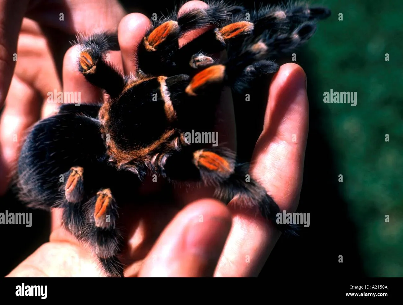 15871 young tarantula molting