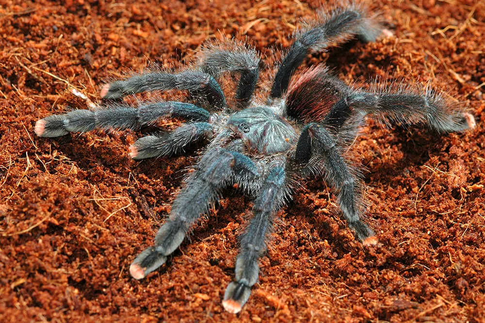 15871 young tarantula substrate
