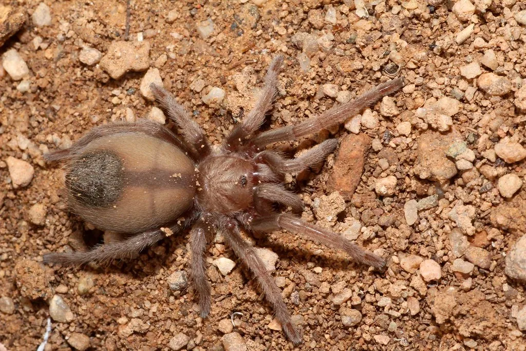 15871 young tarantula water