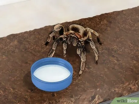 /img/15872-fresh-water-tarantula.webp