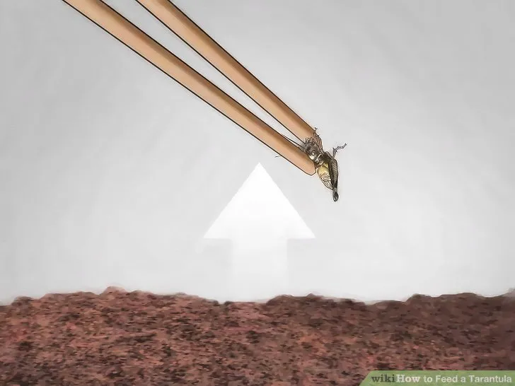 15872 gut loaded cockroaches