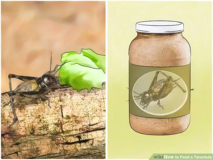 15872 tarantula eating cockroach