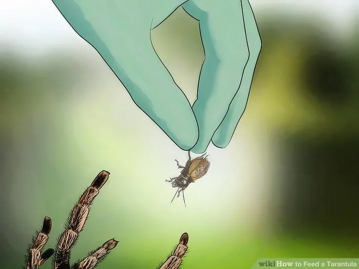 15872 tarantula enclosure