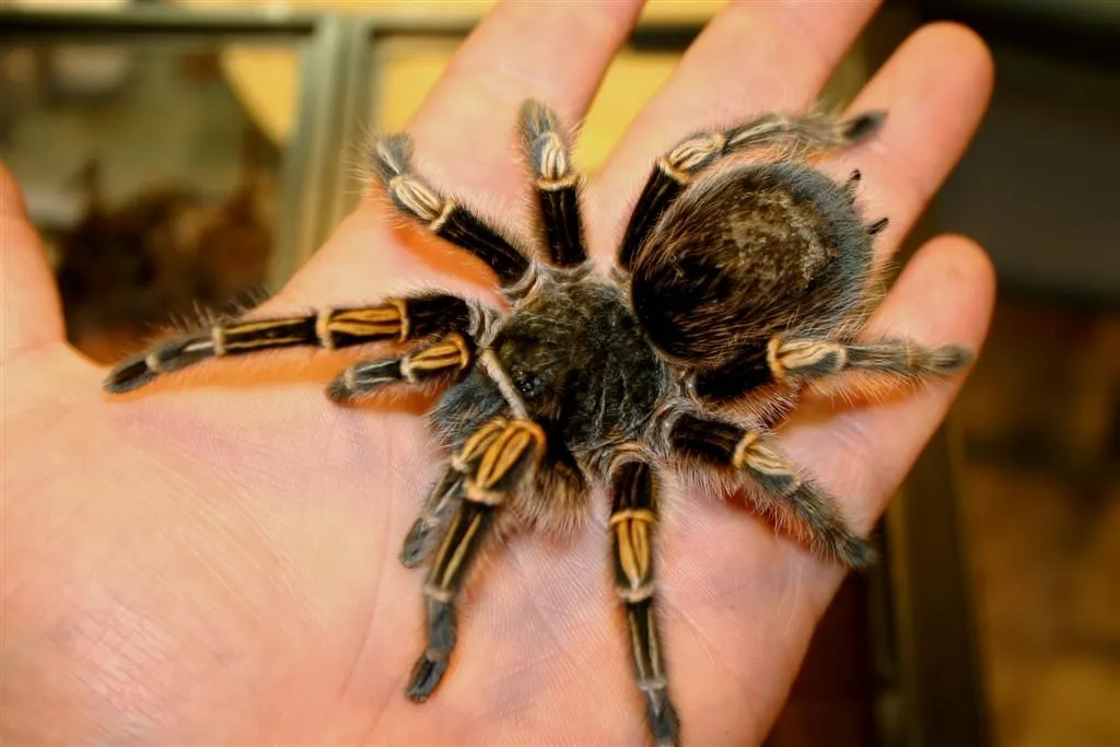 15874 female tarantula