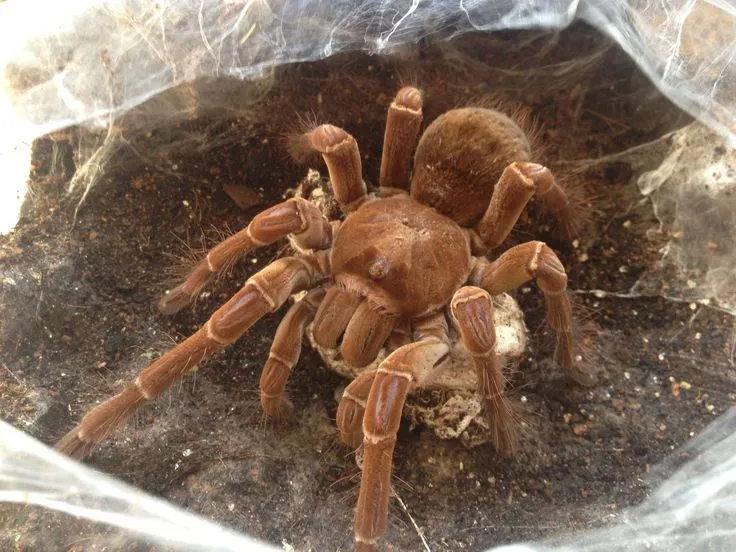 15874 tarantula breeding environment