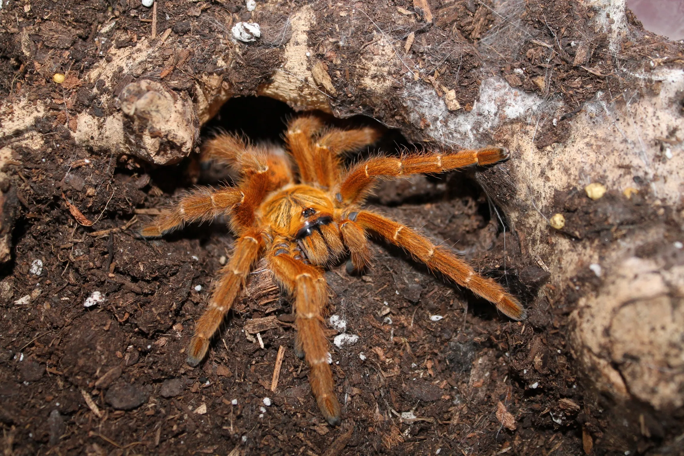 15874 tarantula mating