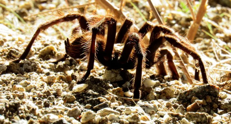 15874 tarantula spiderlings