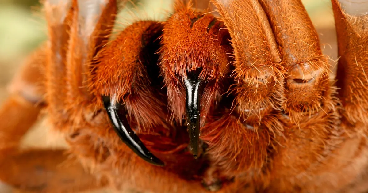 15875 myth tarantula bite