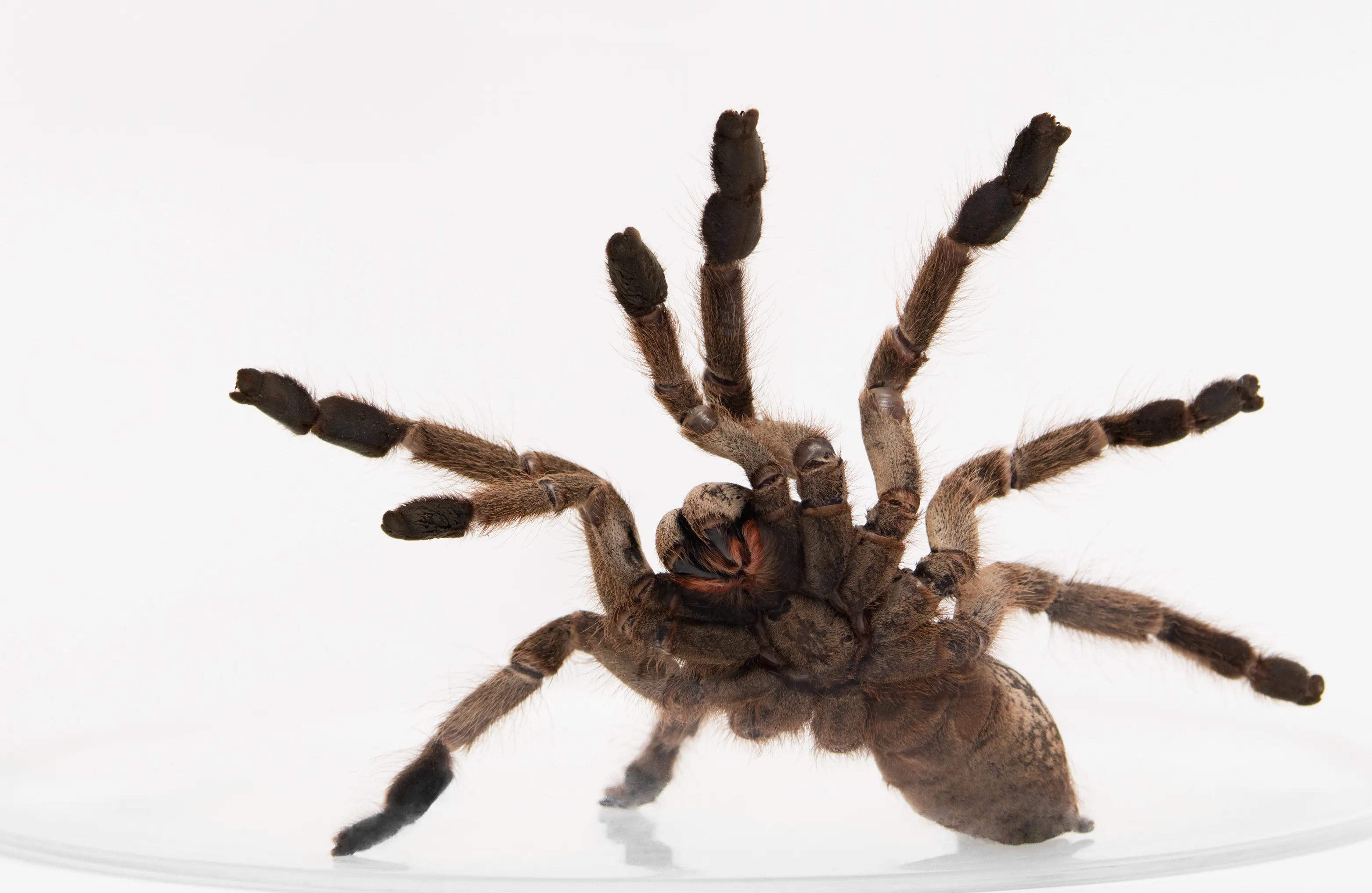 15875 tarantula close up