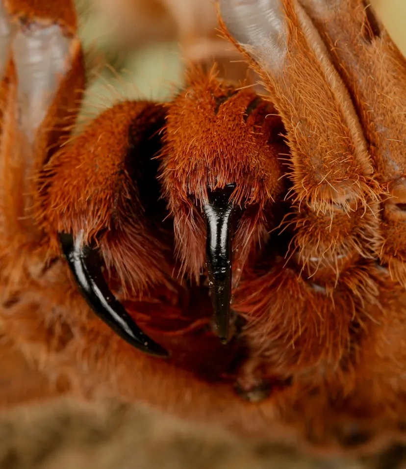 15875 tarantula habitat