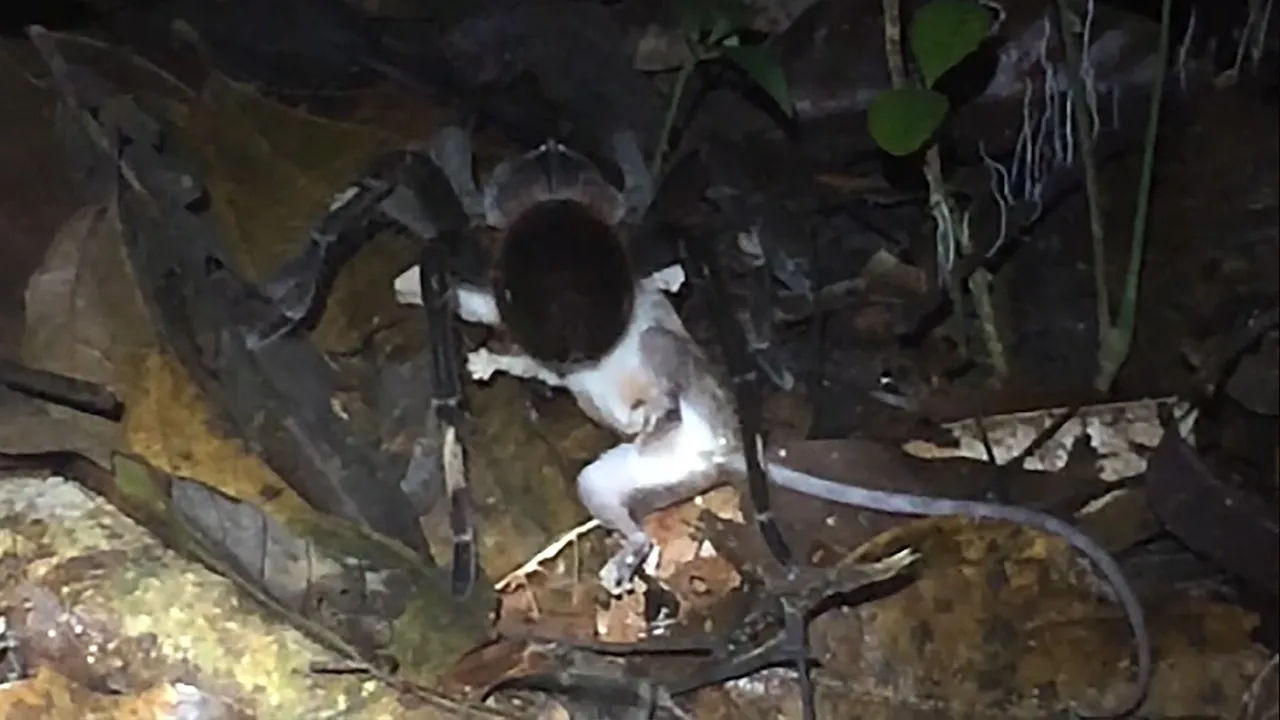 15876 tarantula opossum defensive