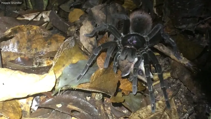 15876 tarantula opossum feeding